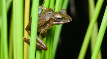 Polypedates leucomystax, Javan whipping frog - Kra Buri District, Ranong Province